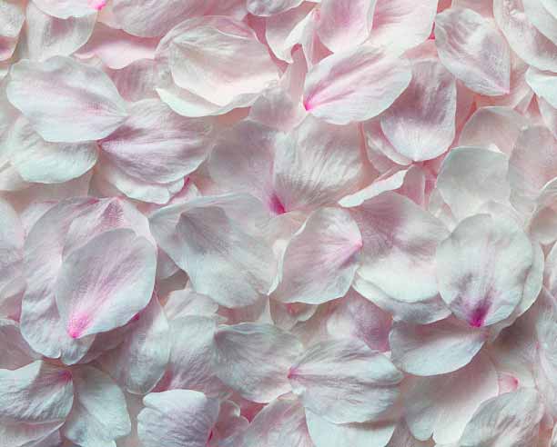 کاغذ ديواری سه بعدی برگ گل